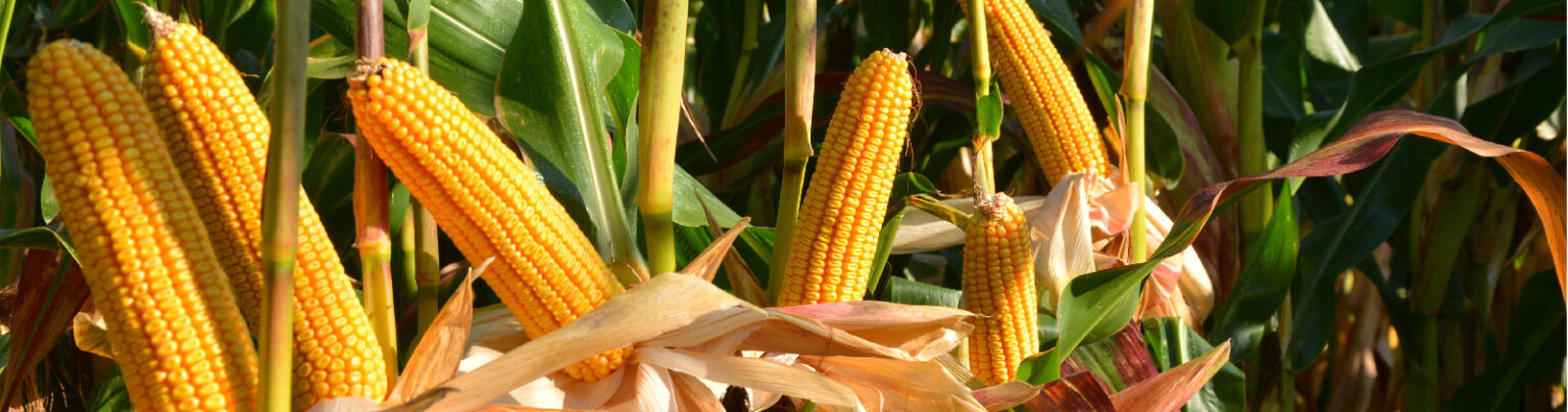 Купить семена кормовой кукурузы оптом | Agro LG