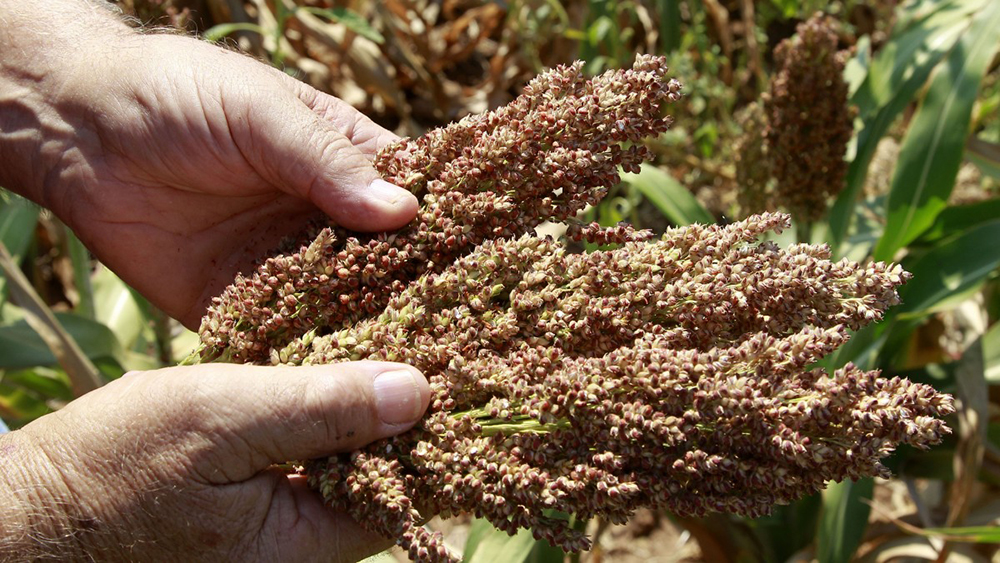 food-and-farm-sorghum_webf-1